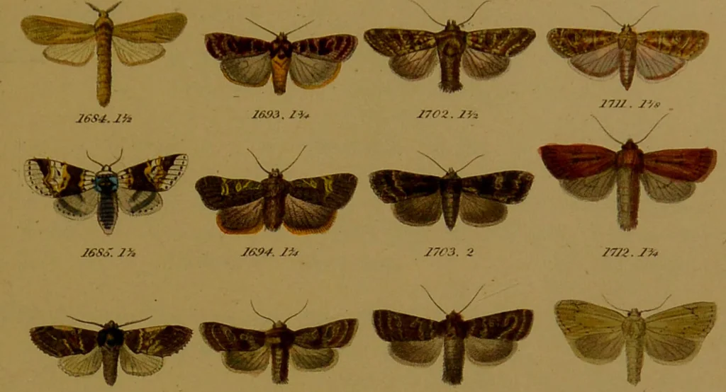 An illustration from Index entomologicus, or, A complete illustrated catalogue, consisting of upwards of two thousand accurately coloured figures of the lepidopterous insects of Great Britain / by W. Wood., 1854, leaf 513