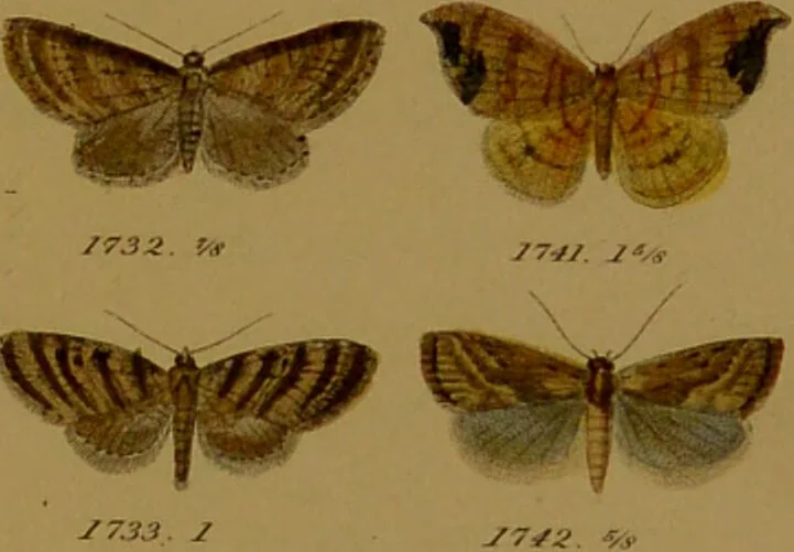 An illustration from Index entomologicus, or, A complete illustrated catalogue, consisting of upwards of two thousand accurately coloured figures of the lepidopterous insects of Great Britain / by W. Wood., 1854, leaf 521