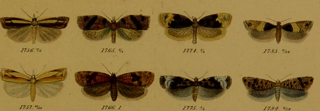 An illustration from Index entomologicus, or, A complete illustrated catalogue, consisting of upwards of two thousand accurately coloured figures of the lepidopterous insects of Great Britain / by W. Wood., 1854, leaf 529