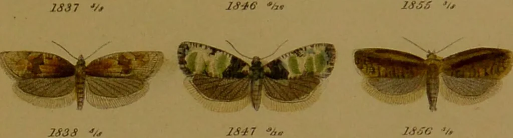 An illustration from Index entomologicus, or, A complete illustrated catalogue, consisting of upwards of two thousand accurately coloured figures of the lepidopterous insects of Great Britain / by W. Wood., 1854, leaf 549