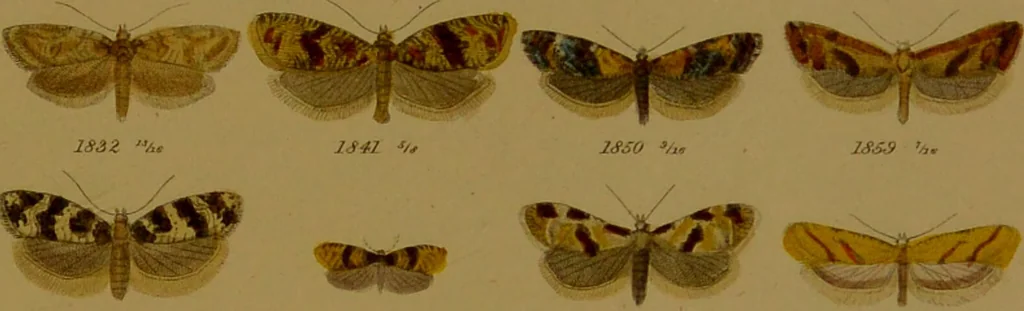 An illustration from Index entomologicus, or, A complete illustrated catalogue, consisting of upwards of two thousand accurately coloured figures of the lepidopterous insects of Great Britain / by W. Wood., 1854, leaf 549