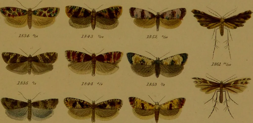 An illustration from Index entomologicus, or, A complete illustrated catalogue, consisting of upwards of two thousand accurately coloured figures of the lepidopterous insects of Great Britain / by W. Wood., 1854, leaf 549
