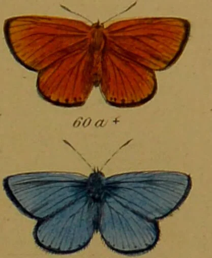An illustration from Index entomologicus, or, A complete illustrated catalogue, consisting of upwards of two thousand accurately coloured figures of the lepidopterous insects of Great Britain / by W. Wood., 1854, leaf 55