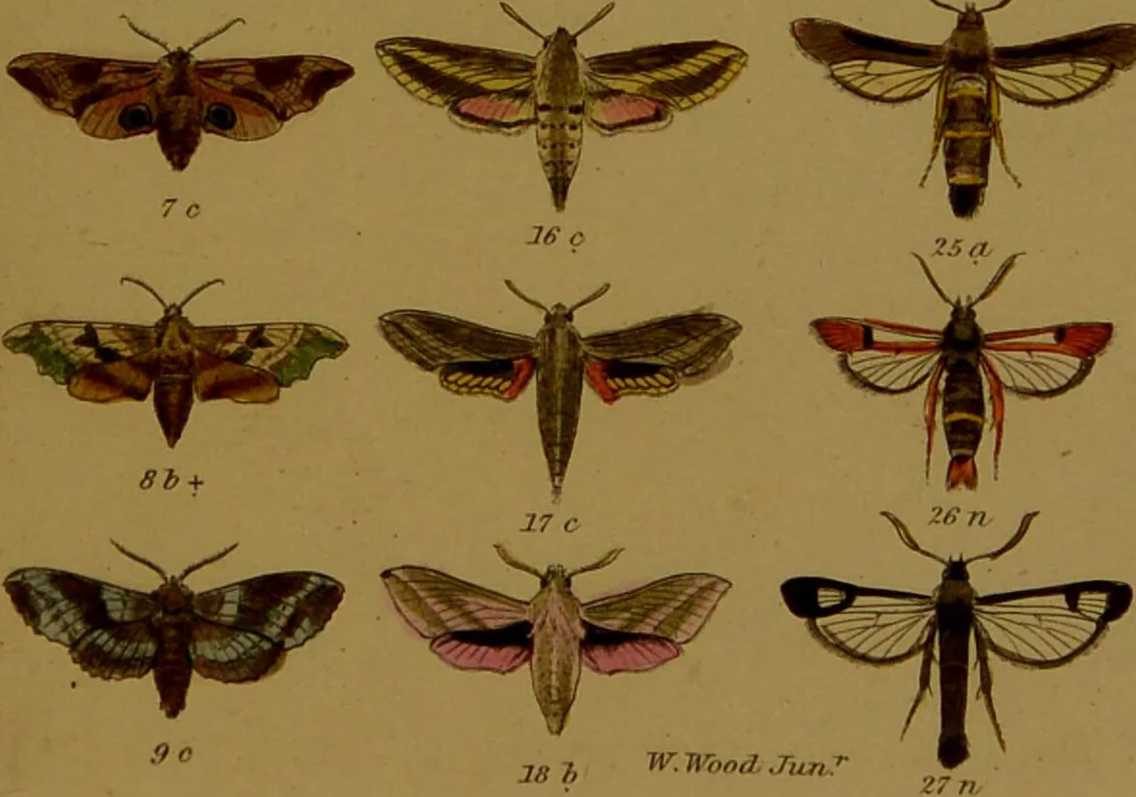 An illustration from Index entomologicus, or, A complete illustrated catalogue, consisting of upwards of two thousand accurately coloured figures of the lepidopterous insects of Great Britain / by W. Wood., 1854, leaf 67