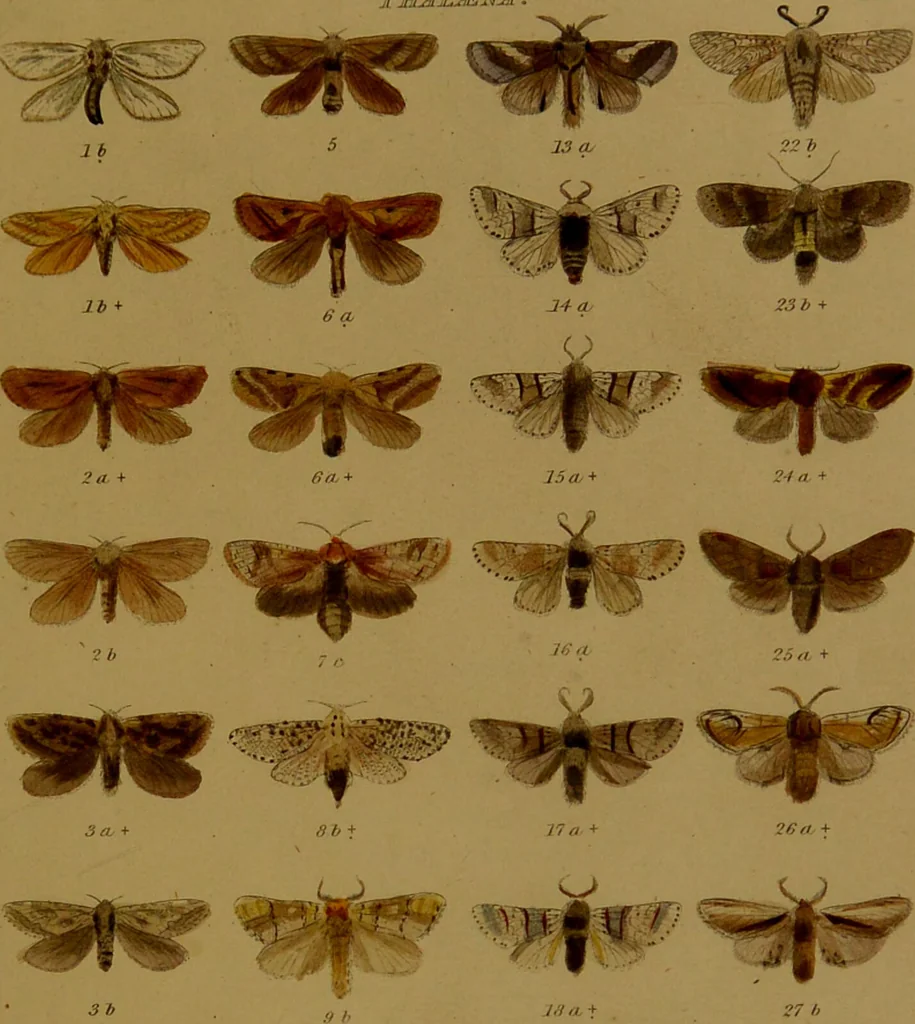An illustration from Index entomologicus, or, A complete illustrated catalogue, consisting of upwards of two thousand accurately coloured figures of the lepidopterous insects of Great Britain / by W. Wood., 1854, leaf 75