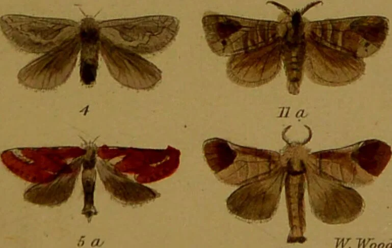 An illustration from Index entomologicus, or, A complete illustrated catalogue, consisting of upwards of two thousand accurately coloured figures of the lepidopterous insects of Great Britain / by W. Wood., 1854, leaf 75