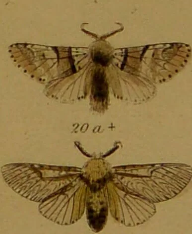 An illustration from Index entomologicus, or, A complete illustrated catalogue, consisting of upwards of two thousand accurately coloured figures of the lepidopterous insects of Great Britain / by W. Wood., 1854, leaf 75