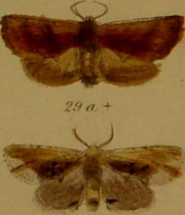 An illustration from Index entomologicus, or, A complete illustrated catalogue, consisting of upwards of two thousand accurately coloured figures of the lepidopterous insects of Great Britain / by W. Wood., 1854, leaf 75