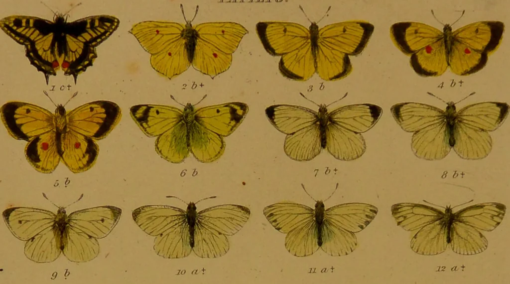 An illustration from Index entomologicus, or, A complete illustrated catalogue, consisting of upwards of two thousand accurately coloured figures of the lepidopterous insects of Great Britain / by W. Wood., 1854, leaf 8