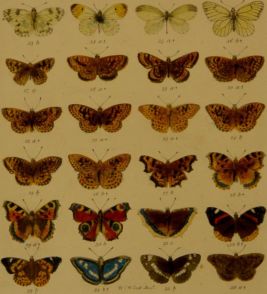 An illustration from Index entomologicus, or, A complete illustrated catalogue, consisting of upwards of two thousand accurately coloured figures of the lepidopterous insects of Great Britain / by W. Wood., 1854, leaf 8