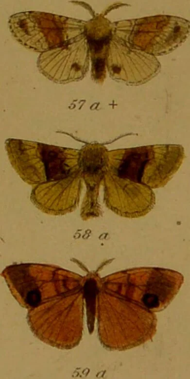 An illustration from Index entomologicus, or, A complete illustrated catalogue, consisting of upwards of two thousand accurately coloured figures of the lepidopterous insects of Great Britain / by W. Wood., 1854, leaf 83