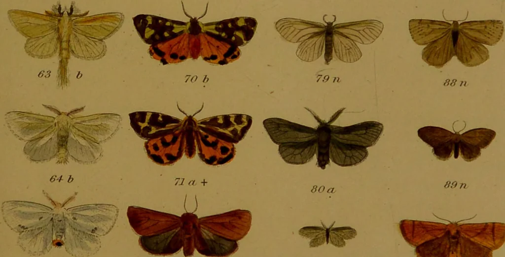 An illustration from Index entomologicus, or, A complete illustrated catalogue, consisting of upwards of two thousand accurately coloured figures of the lepidopterous insects of Great Britain / by W. Wood., 1854, leaf 91
