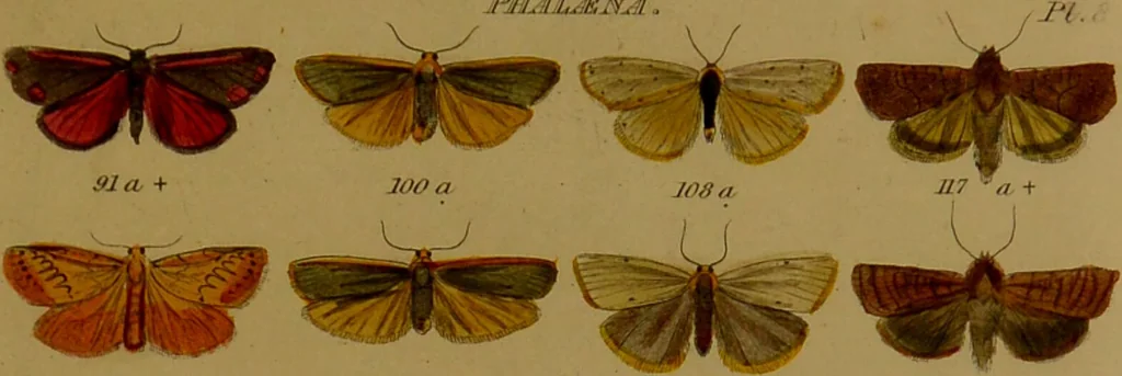 An illustration from Index entomologicus, or, A complete illustrated catalogue, consisting of upwards of two thousand accurately coloured figures of the lepidopterous insects of Great Britain / by W. Wood., 1854, leaf 99