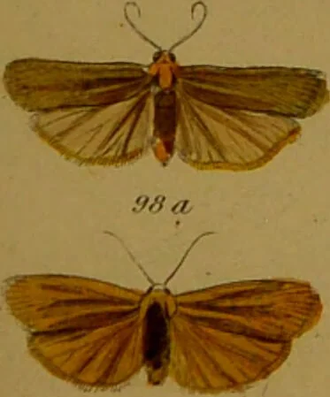 An illustration from Index entomologicus, or, A complete illustrated catalogue, consisting of upwards of two thousand accurately coloured figures of the lepidopterous insects of Great Britain / by W. Wood., 1854, leaf 99