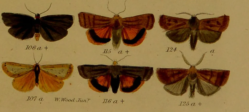 An illustration from Index entomologicus, or, A complete illustrated catalogue, consisting of upwards of two thousand accurately coloured figures of the lepidopterous insects of Great Britain / by W. Wood., 1854, leaf 99