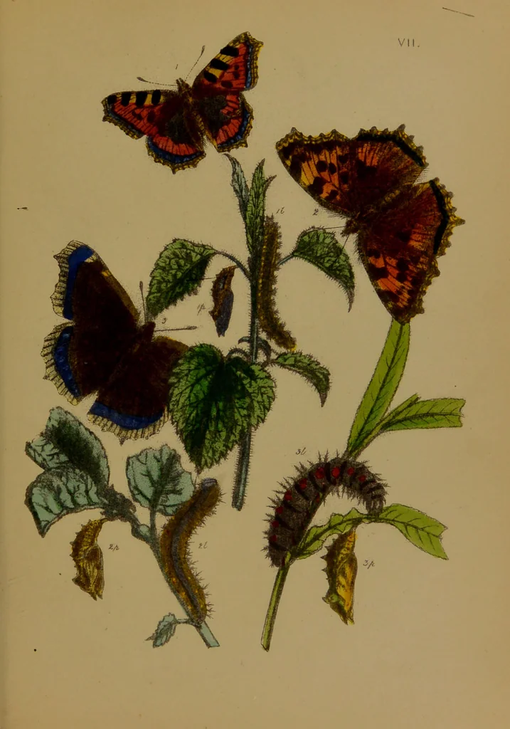 An illustration from The butterflies of Great Britain : with their transformations delineated and described / by J.O. Westwood., 1887, leaf 115