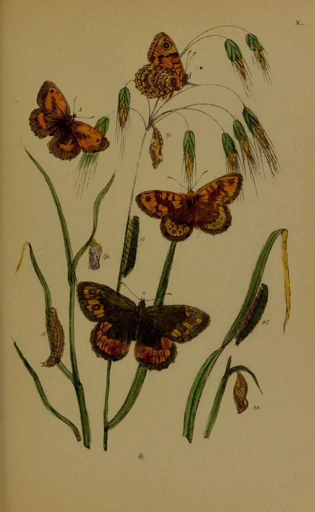 An illustration from The butterflies of Great Britain : with their transformations delineated and described / by J.O. Westwood., 1887, leaf 137