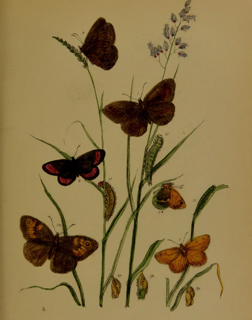 An illustration from The butterflies of Great Britain : with their transformations delineated and described / by J.O. Westwood., 1887, leaf 143