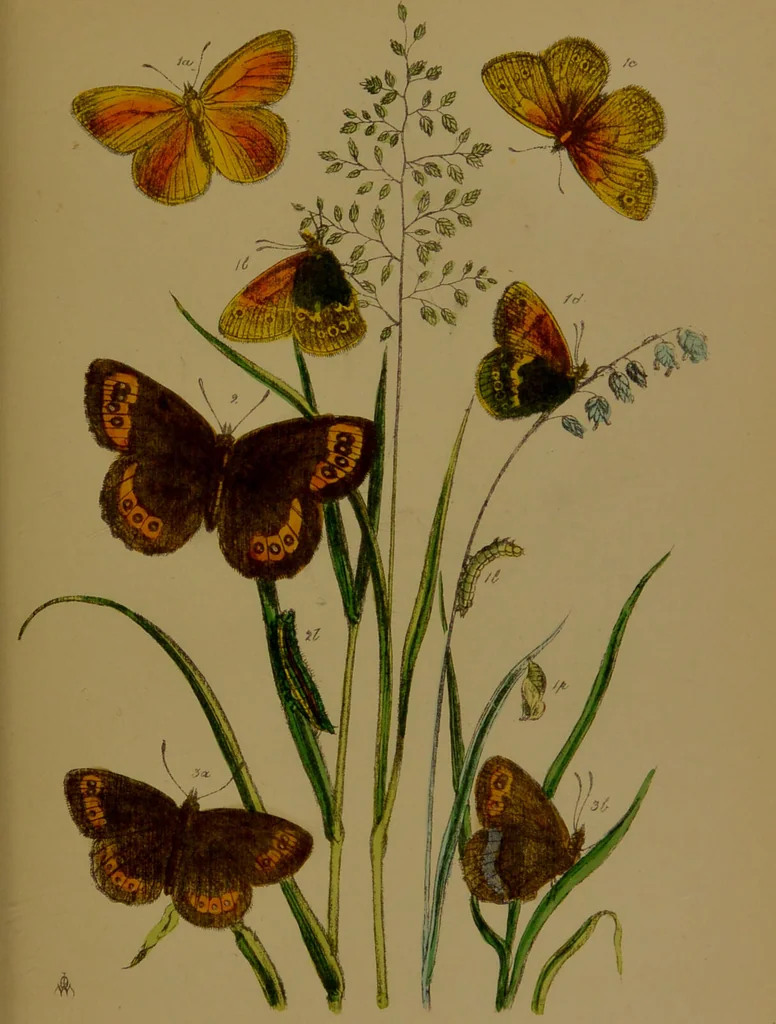 An illustration from The butterflies of Great Britain : with their transformations delineated and described / by J.O. Westwood., 1887, leaf 147