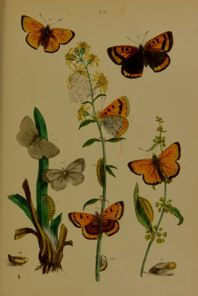 An illustration from The butterflies of Great Britain : with their transformations delineated and described / by J.O. Westwood., 1887, leaf 179