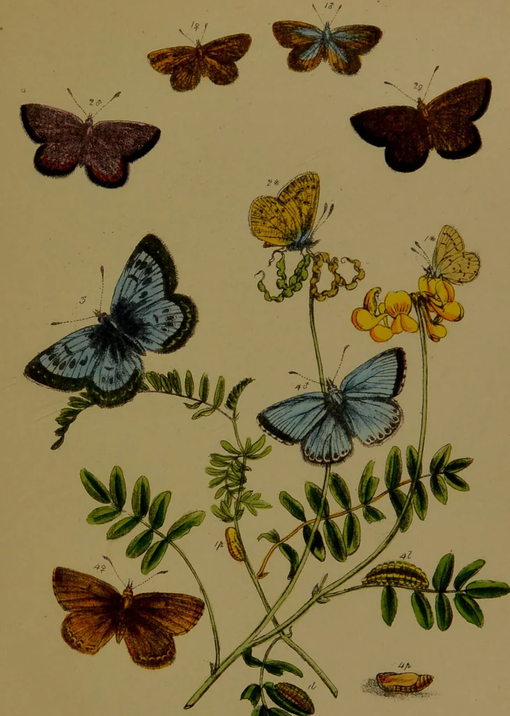 An illustration from The butterflies of Great Britain : with their transformations delineated and described / by J.O. Westwood., 1887, leaf 187