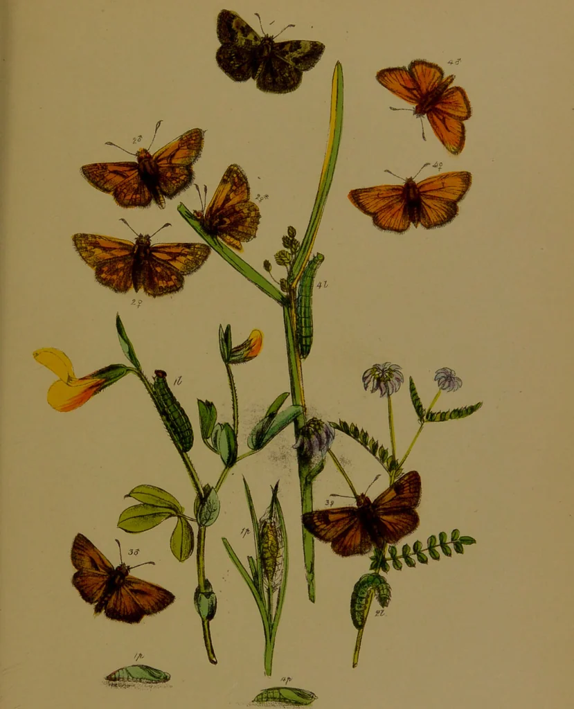 An illustration from The butterflies of Great Britain : with their transformations delineated and described / by J.O. Westwood., 1887, leaf 216
