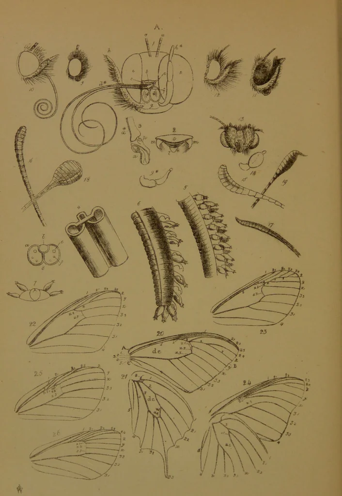 An illustration from The butterflies of Great Britain : with their transformations delineated and described / by J.O. Westwood., 1887, leaf 40