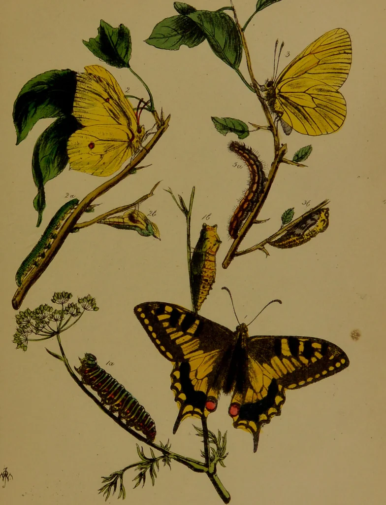 An illustration from The butterflies of Great Britain : with their transformations delineated and described / by J.O. Westwood., 1887, leaf 57