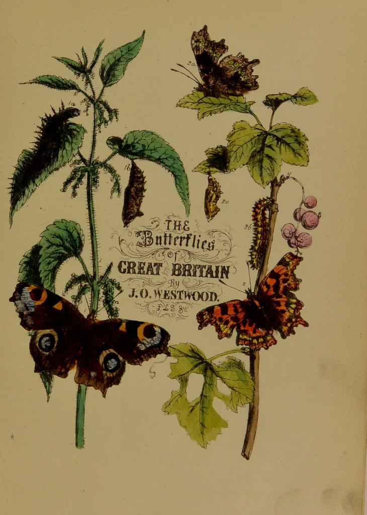 An illustration from The butterflies of Great Britain : with their transformations delineated and described / by J.O. Westwood., 1887, leaf 7