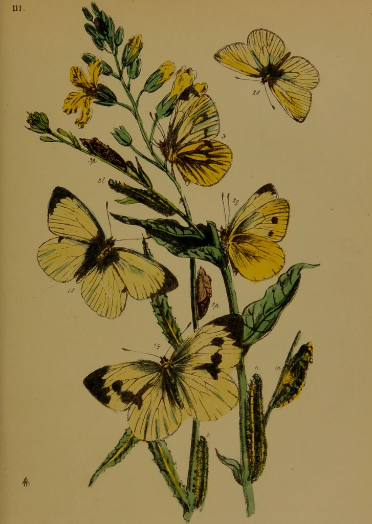 An illustration from The butterflies of Great Britain : with their transformations delineated and described / by J.O. Westwood., 1887, leaf 73