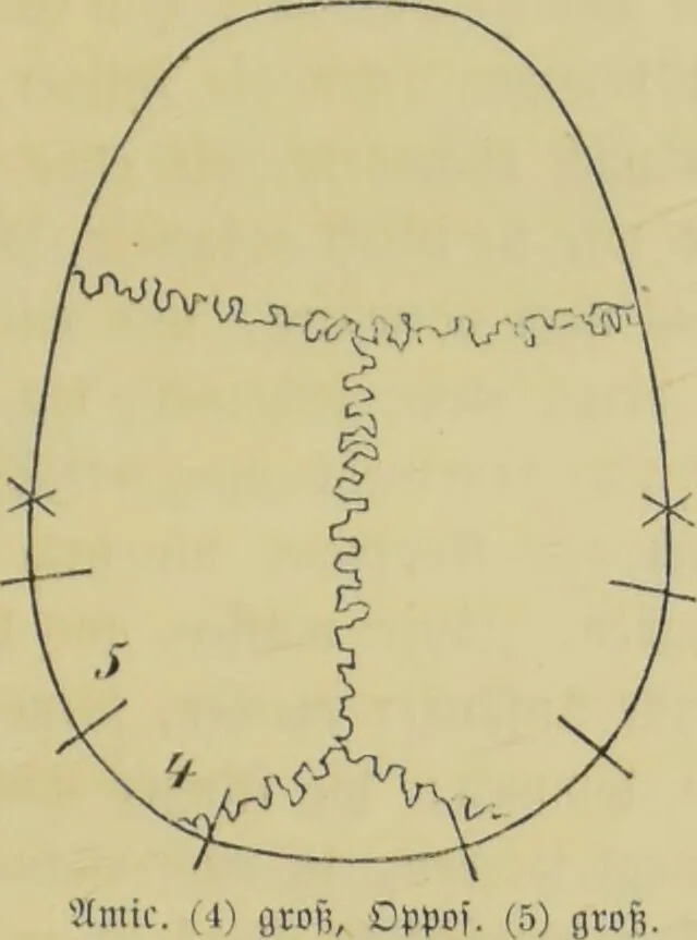 An illustration from Phrenologische Bilder : zur Naturlehre des menschlichen Geistes und deren Anwendung auf Wissenschaft und Leben auch zur Verständigung zwischen Phrenologie und Anthropologie / von Gustav Scheve., 1874, leaf 191