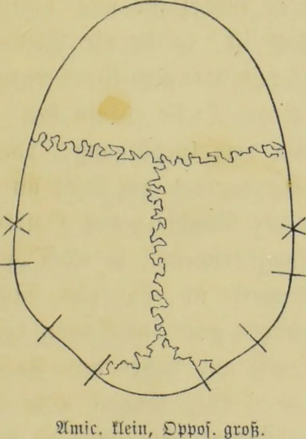 An illustration from Phrenologische Bilder : zur Naturlehre des menschlichen Geistes und deren Anwendung auf Wissenschaft und Leben auch zur Verständigung zwischen Phrenologie und Anthropologie / von Gustav Scheve., 1874, leaf 191