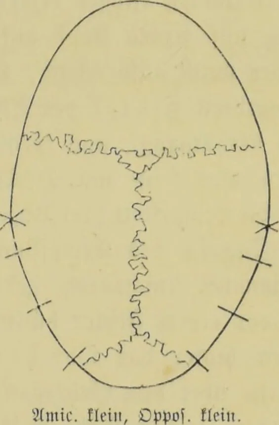 An illustration from Phrenologische Bilder : zur Naturlehre des menschlichen Geistes und deren Anwendung auf Wissenschaft und Leben auch zur Verständigung zwischen Phrenologie und Anthropologie / von Gustav Scheve., 1874, leaf 191