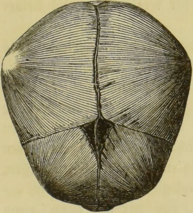 An illustration from Phrenologische Bilder : zur Naturlehre des menschlichen Geistes und deren Anwendung auf Wissenschaft und Leben auch zur Verständigung zwischen Phrenologie und Anthropologie / von Gustav Scheve., 1874, leaf 333