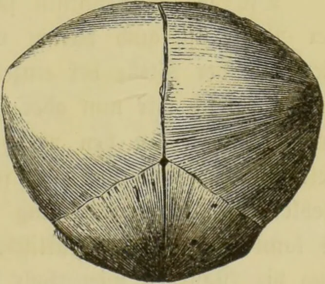 An illustration from Phrenologische Bilder : zur Naturlehre des menschlichen Geistes und deren Anwendung auf Wissenschaft und Leben auch zur Verständigung zwischen Phrenologie und Anthropologie / von Gustav Scheve., 1874, leaf 333