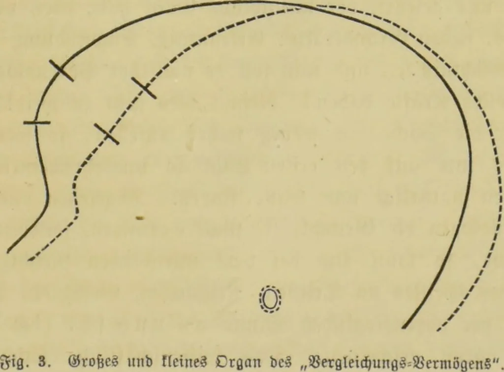 An illustration from Phrenologische Bilder : zur Naturlehre des menschlichen Geistes und deren Anwendung auf Wissenschaft und Leben auch zur Verständigung zwischen Phrenologie und Anthropologie / von Gustav Scheve., 1874, leaf 465