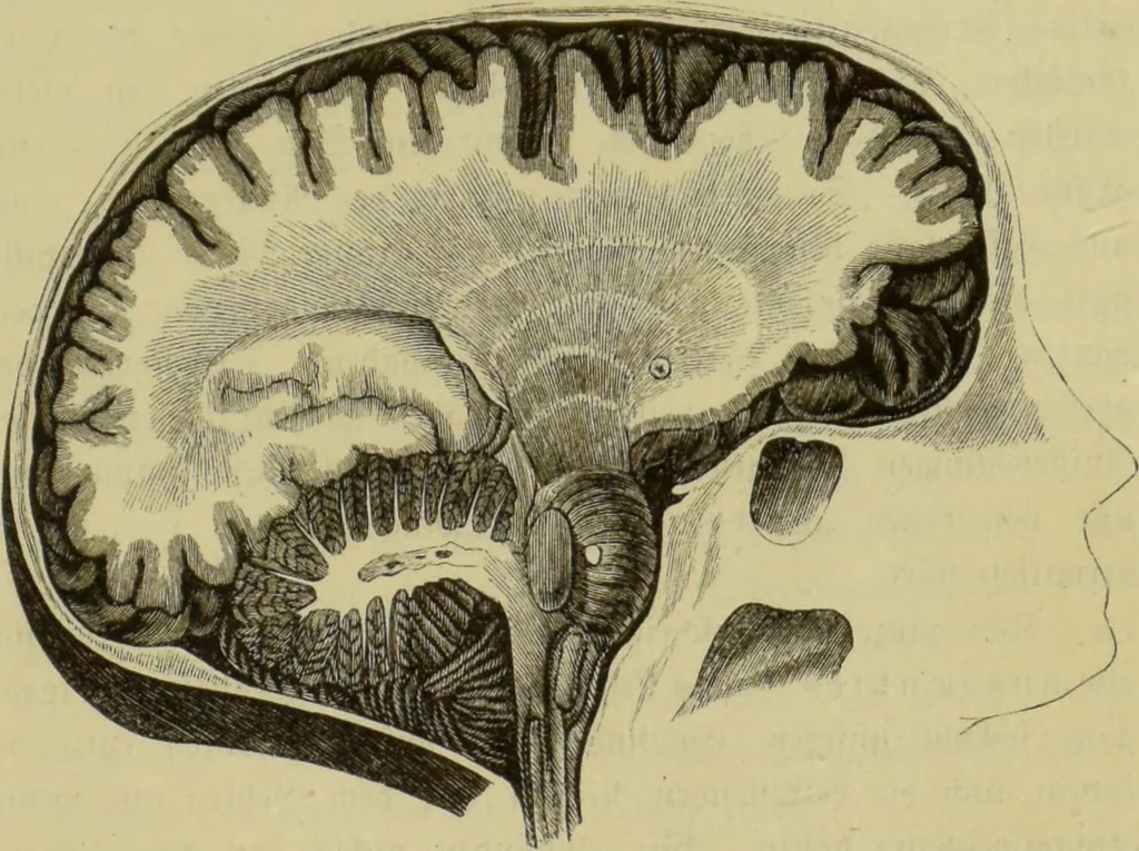 An illustration from Phrenologische Bilder : zur Naturlehre des menschlichen Geistes und deren Anwendung auf Wissenschaft und Leben auch zur Verständigung zwischen Phrenologie und Anthropologie / von Gustav Scheve., 1874, leaf 503