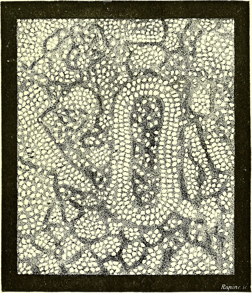 An illustration from Spectrum analysis in its application to terrestrial substances, and the physical constitution of the heavenly bodies / familiarly explained by H. Schellen ; translated from the second enlarged and revised German edition by Jane and Caroline Lassell ; edited with notes by William Huggins ; with numerous woodcuts and coloured plates, and Ångström's and Kirchhoff's maps., 1872, leaf 317