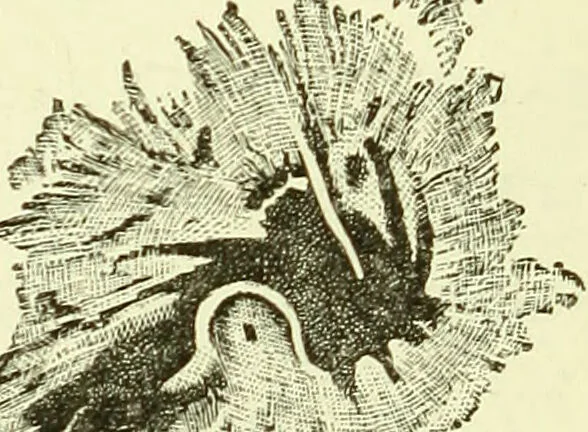 An illustration from Spectrum analysis in its application to terrestrial substances, and the physical constitution of the heavenly bodies / familiarly explained by H. Schellen ; translated from the second enlarged and revised German edition by Jane and Caroline Lassell ; edited with notes by William Huggins ; with numerous woodcuts and coloured plates, and Ångström's and Kirchhoff's maps., 1872, leaf 324