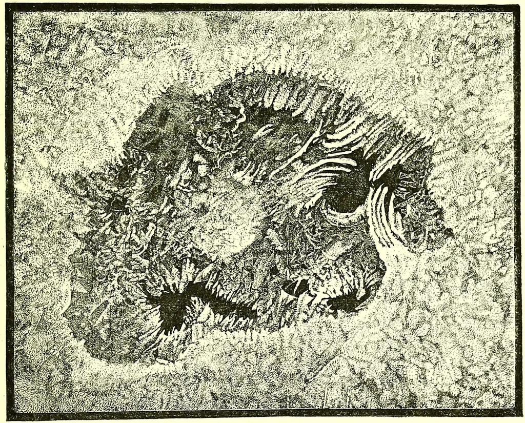 An illustration from Spectrum analysis in its application to terrestrial substances, and the physical constitution of the heavenly bodies / familiarly explained by H. Schellen ; translated from the second enlarged and revised German edition by Jane and Caroline Lassell ; edited with notes by William Huggins ; with numerous woodcuts and coloured plates, and Ångström's and Kirchhoff's maps., 1872, leaf 325