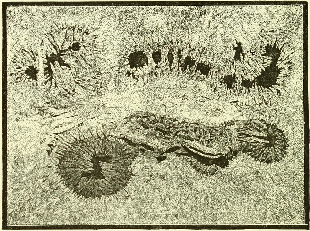 An illustration from Spectrum analysis in its application to terrestrial substances, and the physical constitution of the heavenly bodies / familiarly explained by H. Schellen ; translated from the second enlarged and revised German edition by Jane and Caroline Lassell ; edited with notes by William Huggins ; with numerous woodcuts and coloured plates, and Ångström's and Kirchhoff's maps., 1872, leaf 326