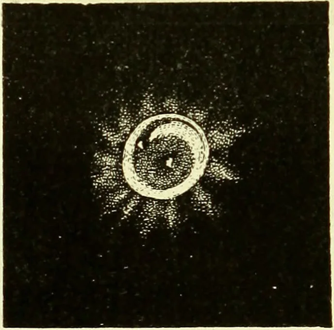 An illustration from Spectrum analysis in its application to terrestrial substances, and the physical constitution of the heavenly bodies / familiarly explained by H. Schellen ; translated from the second enlarged and revised German edition by Jane and Caroline Lassell ; edited with notes by William Huggins ; with numerous woodcuts and coloured plates, and Ångström's and Kirchhoff's maps., 1872, leaf 608