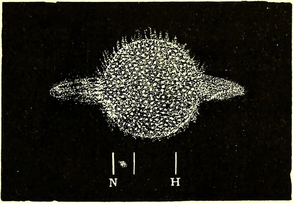 An illustration from Spectrum analysis in its application to terrestrial substances, and the physical constitution of the heavenly bodies / familiarly explained by H. Schellen ; translated from the second enlarged and revised German edition by Jane and Caroline Lassell ; edited with notes by William Huggins ; with numerous woodcuts and coloured plates, and Ångström's and Kirchhoff's maps., 1872, leaf 615