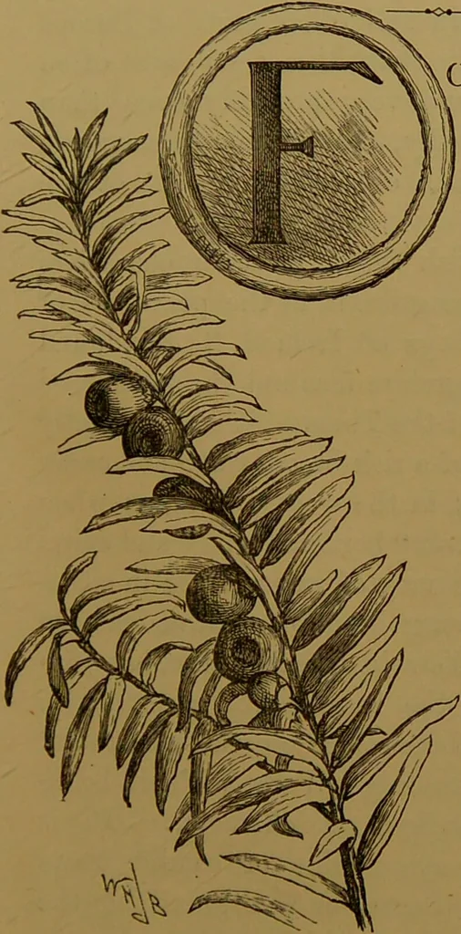 An illustration from Familiar trees / With coloured plates by W.H.J. Boot., 1887, leaf 103
