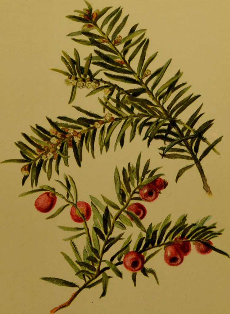 An illustration from Familiar trees / With coloured plates by W.H.J. Boot., 1887, leaf 107