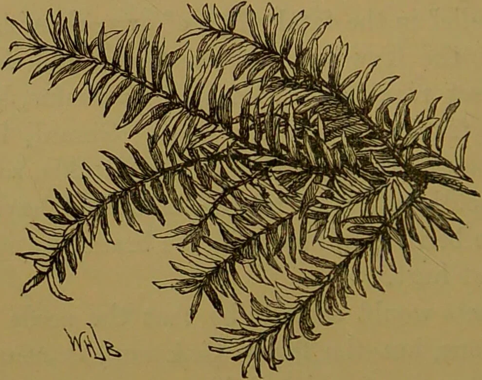 An illustration from Familiar trees / With coloured plates by W.H.J. Boot., 1887, leaf 112