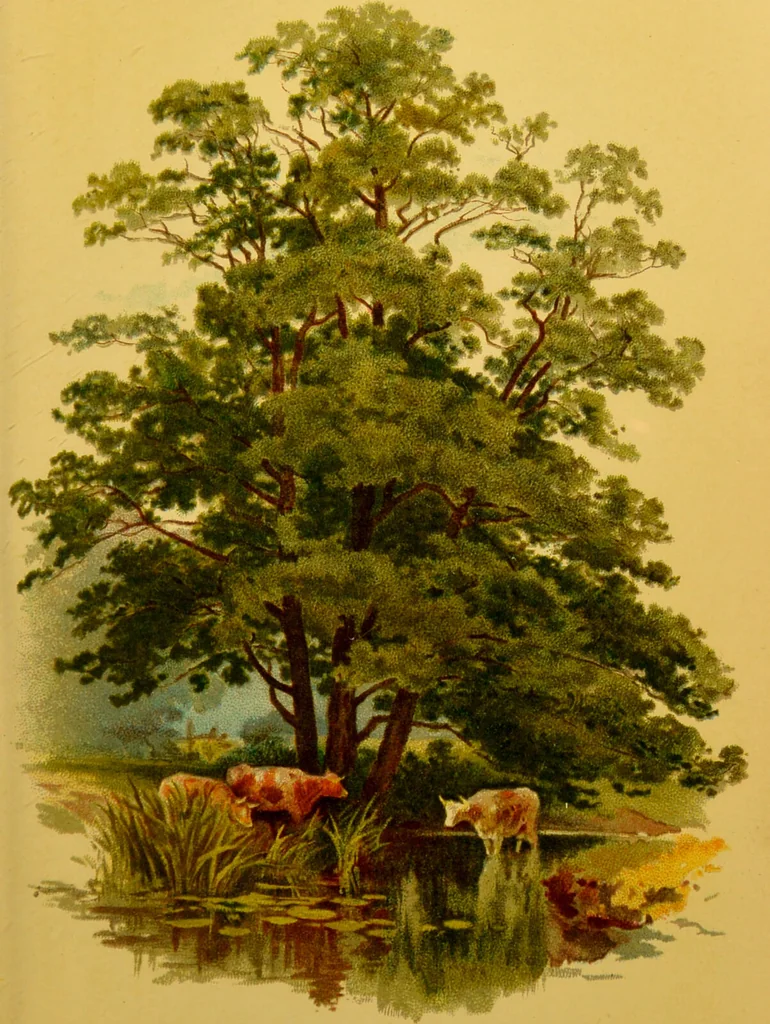 An illustration from Familiar trees / With coloured plates by W.H.J. Boot., 1887, leaf 113