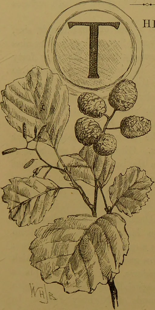An illustration from Familiar trees / With coloured plates by W.H.J. Boot., 1887, leaf 115