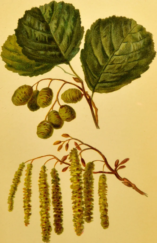 An illustration from Familiar trees / With coloured plates by W.H.J. Boot., 1887, leaf 119