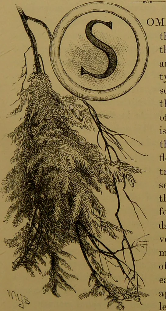 An illustration from Familiar trees / With coloured plates by W.H.J. Boot., 1887, leaf 127